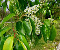 Prunus_serotina_bloom_web