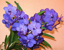 vanda Blue Magic
