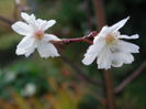 Prunus_subhirtella_autumnalis