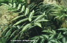 Pteris%20argyraea