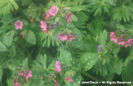 Pulmonaria%20