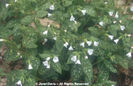 Pulmonaria%20officinalis%20