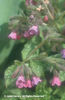 Pulmonaria%20saccharata