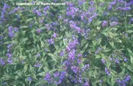 Pulmonaria%20