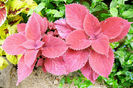 purple-coleus-plant