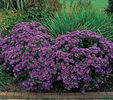 purpledome[1]