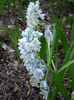 puschkinia-scilloides-libanotica-fall-bulb
