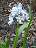puschkinia-scilloides-var-libanotica-may-16-closeup