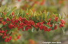 Pyracantha%20coccinea