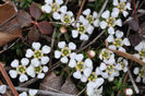 Pyxidanthera_barbulata_close_up_flowers_Somers_3-17-09_pics_082_(3)_web_resized