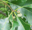 Quercus_lyrata_acorns_WEB