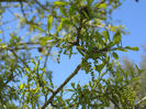 Quercus_virginiana_flowers_WEB