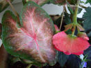 red-caladium-ladybug-and-begonia--400x300