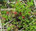Pyxidanthera_barbulata_web_IMG_8776_resized