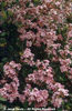 Rhaphiolepis%20indica%20