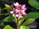 rhaphiolepis_delacourii_coates_crimson_5445