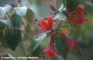 Rhododendron%20cinnabarinum%20var_%20cinnabarinum