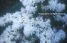 Rhododendron%20