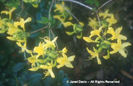 Rhododendron%20luteum