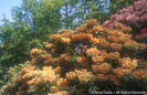 Rhododendron%20