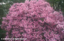 Rhododendron%20