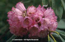 Rhododendron%20montroseanum