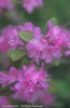 Rhododendron%20