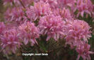 Rhododendron%20