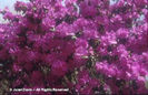 Rhododendron%20