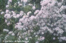 Rhododendron%20rigidum%20