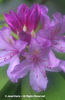Rhododendron%20