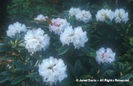 Rhododendron%20