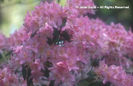 Rhododendron%20triflorum
