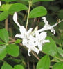 Rhododendron_viscosum_web_2_2011_resized
