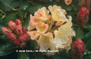 Rhododenron%20