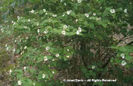 Rhodotypos%20scandens