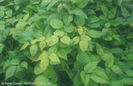 Rhus%20radicans