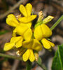 Rhynchosia_tomentosa_bloom_close_up