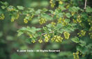 Ribes%20americanum