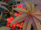 ricinus-communis