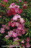 Rosa%20