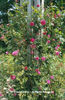 Rosa%20'Alexander%20Mackenzie'