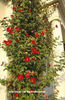 Rosa%20
