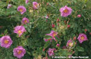 Rosa%20