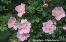 Rosa%20blanda