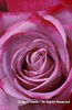 Rosa%20