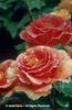 Rosa%20