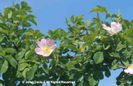 Rosa%20canina