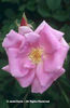 Rosa%20