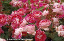 Rosa%20